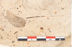 Foto (Detailansicht) von Glyptostrobus europaeus Brongniart (NHMW-GEO-2024-0188-11398)